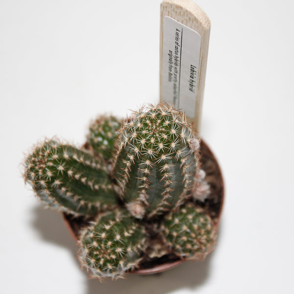 Lobivia hybrid Ø5.5cm