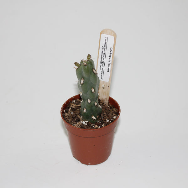 Cylindropuntia imbricata Ø5.5cm