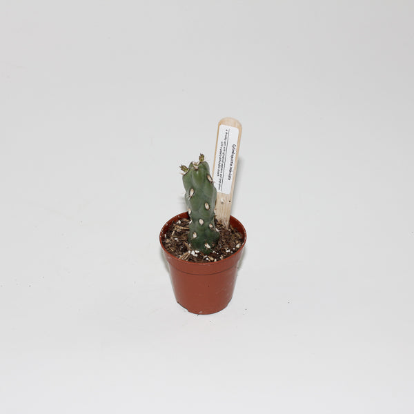 Cylindropuntia imbricata Ø5.5cm