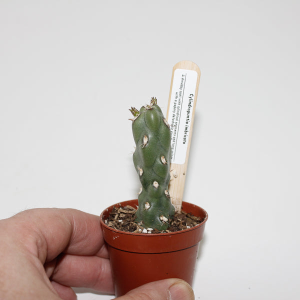 Cylindropuntia imbricata Ø5.5cm