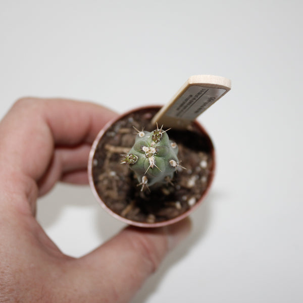 Cylindropuntia imbricata Ø5.5cm