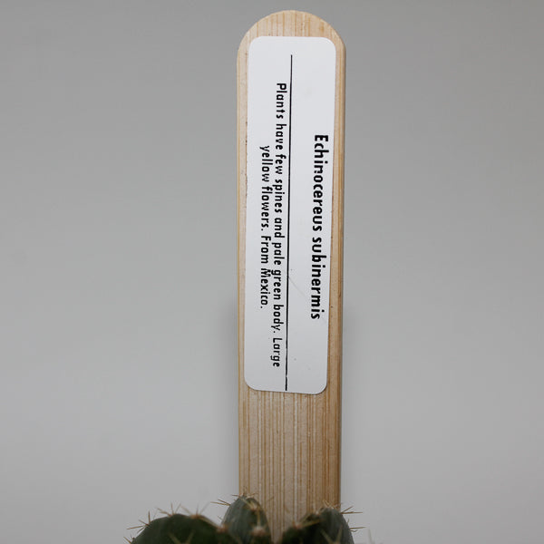 Echinocereus subinermis Ø5.5cm