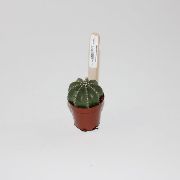 Echinocereus subinermis Ø5.5cm