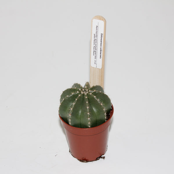 Echinocereus subinermis Ø5.5cm