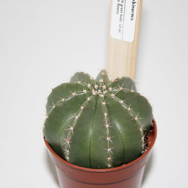 Echinocereus subinermis Ø5.5cm