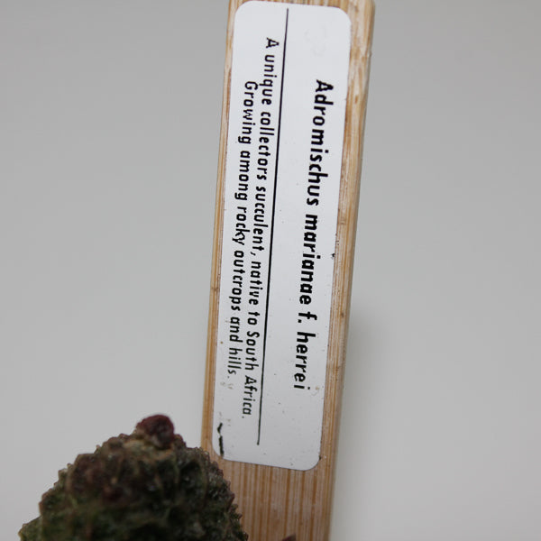 Adromischus marianae f. herrei Ø5.5cm