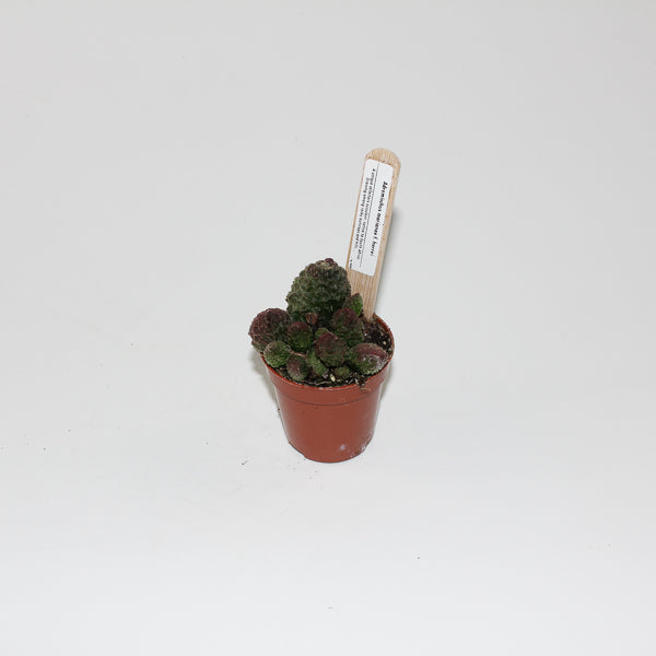 Adromischus marianae f. herrei Ø5.5cm