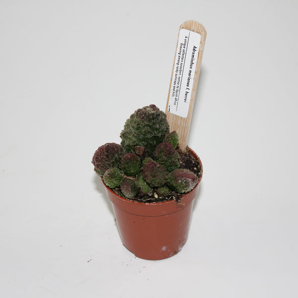 Adromischus marianae f. herrei Ø5.5cm