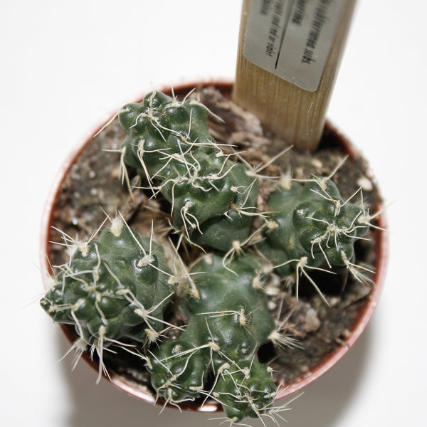 Cumulopuntia subterranea subs Pulcherrima Ø5.5cm