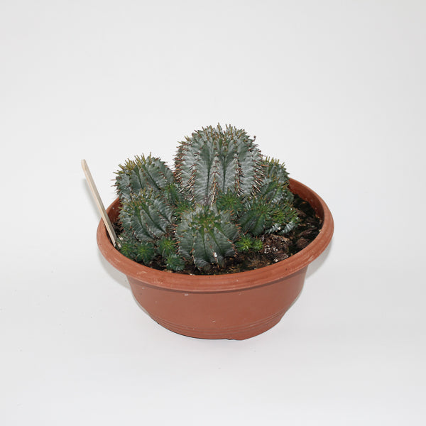 Euphorbia Horrida Ø24cm