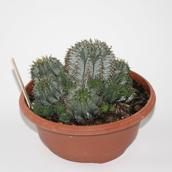 Euphorbia Horrida Ø24cm