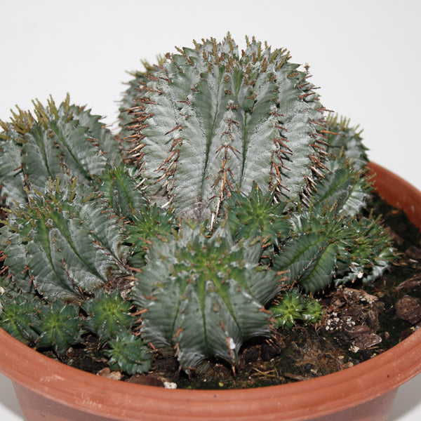 Euphorbia Horrida Ø24cm