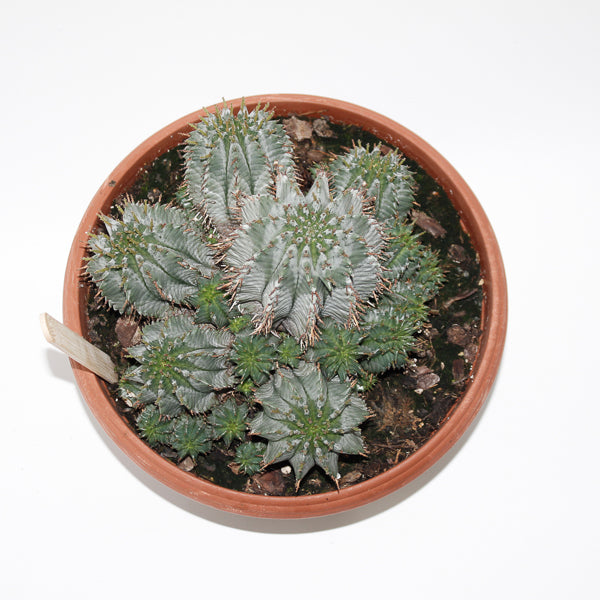 Euphorbia Horrida Ø24cm