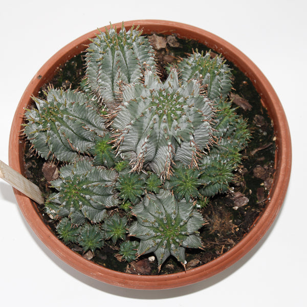 Euphorbia Horrida Ø24cm