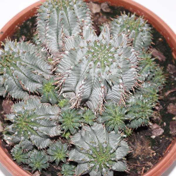 Euphorbia Horrida Ø24cm