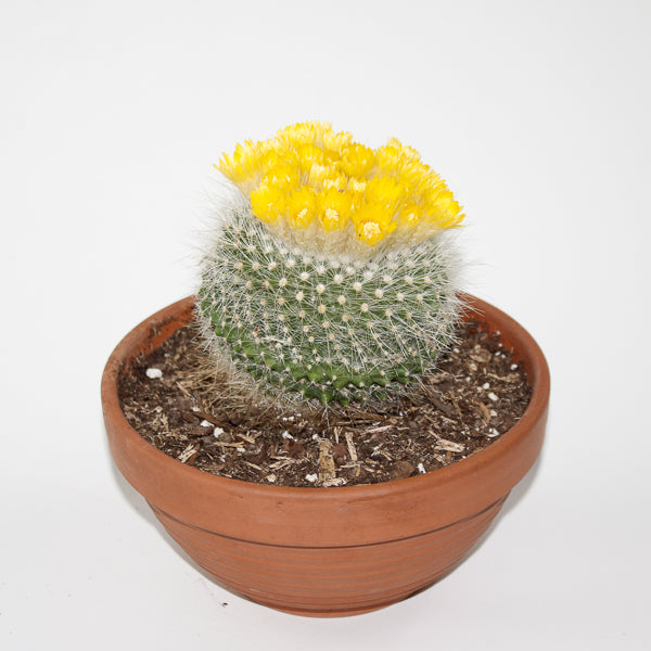 Parodia chrysacathion Ø20cm