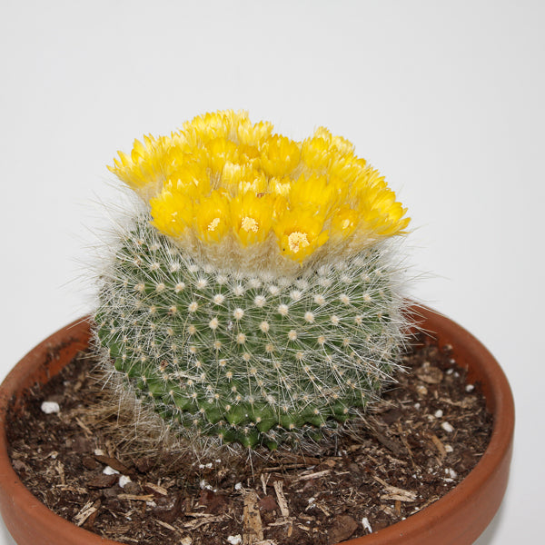 Parodia chrysacathion Ø20cm
