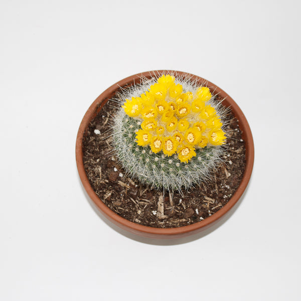 Parodia chrysacathion Ø20cm