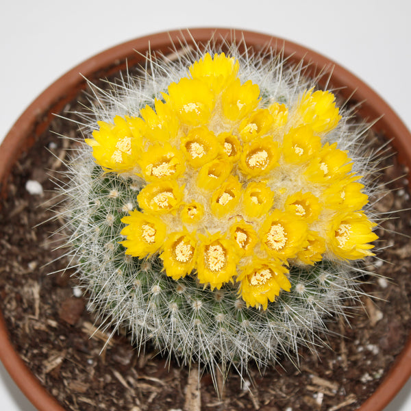 Parodia chrysacathion Ø20cm