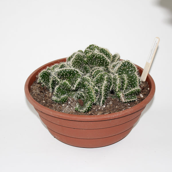 Opuntia cylindrica minor cristate Ø24cm