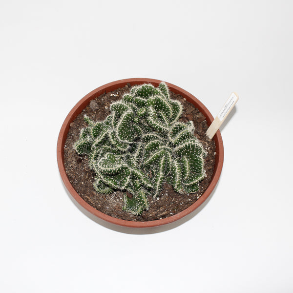 Opuntia cylindrica minor cristate Ø24cm