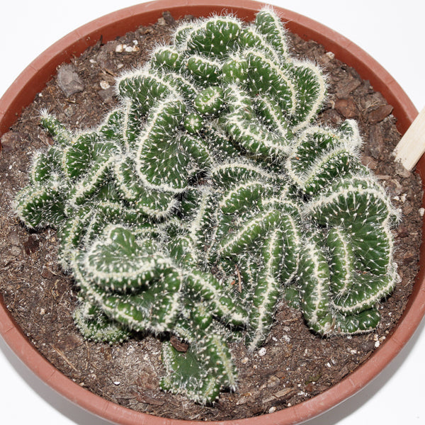 Opuntia cylindrica minor cristate Ø24cm