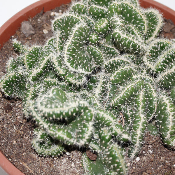 Opuntia cylindrica minor cristate Ø24cm