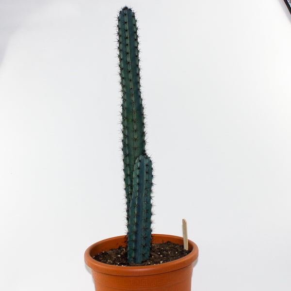 Trichocereus pachanoi Specimen Ø24cm