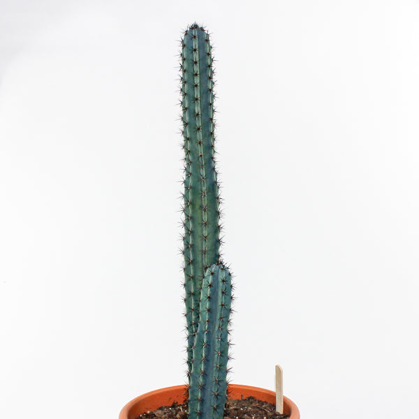 Trichocereus pachanoi Specimen Ø24cm