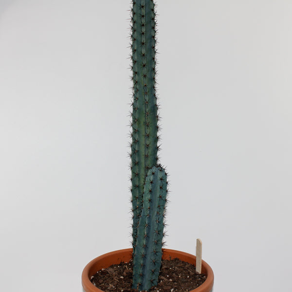 Trichocereus pachanoi Specimen Ø24cm