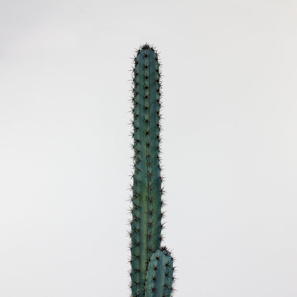 Trichocereus pachanoi Specimen Ø24cm