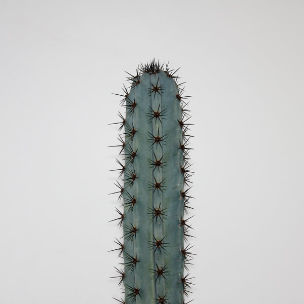 Trichocereus pachanoi Specimen Ø24cm