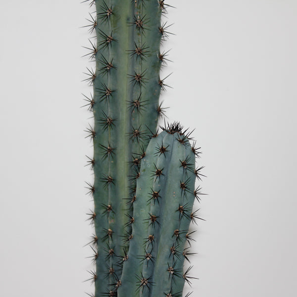 Trichocereus pachanoi Specimen Ø24cm