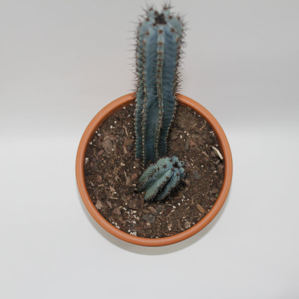 Trichocereus pachanoi Specimen Ø24cm