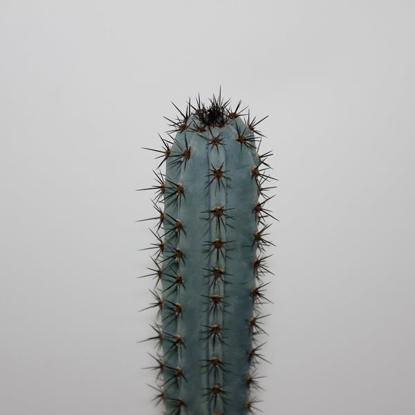 Trichocereus pachanoi Specimen Ø24cm