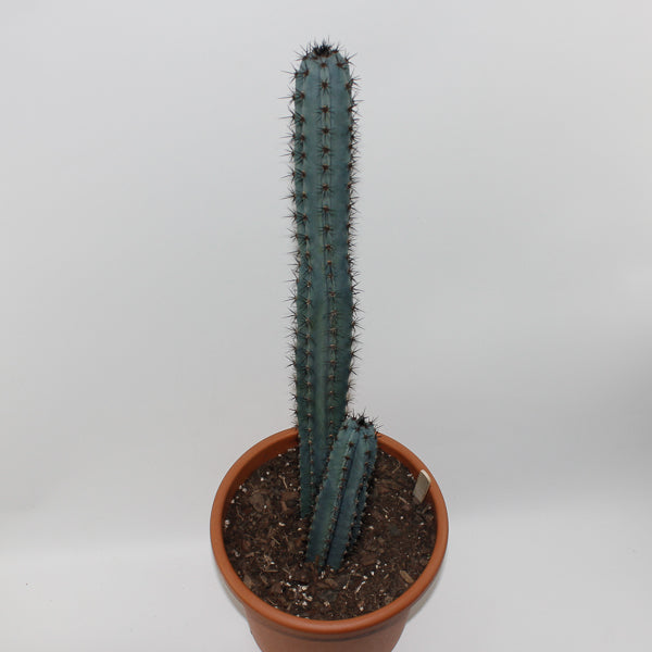 Trichocereus pachanoi Specimen Ø24cm