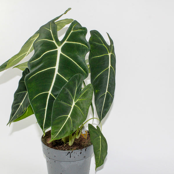 Alocasia Frydek 17cm H65cm