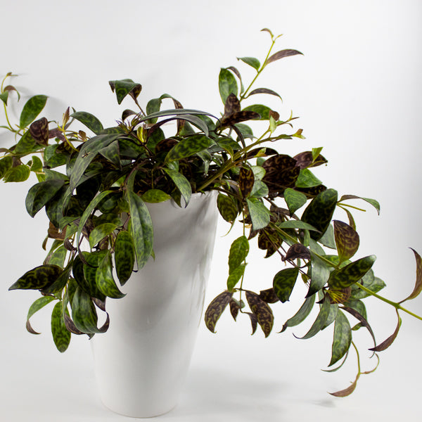 Aeschynanthus marmoratus Ø15cm H30cm