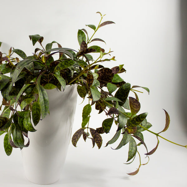 Aeschynanthus marmoratus Ø15cm H30cm