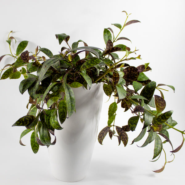 Aeschynanthus marmoratus Ø15cm H30cm
