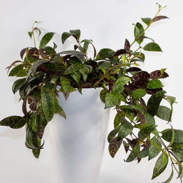 Aeschynanthus marmoratus Ø15cm H30cm