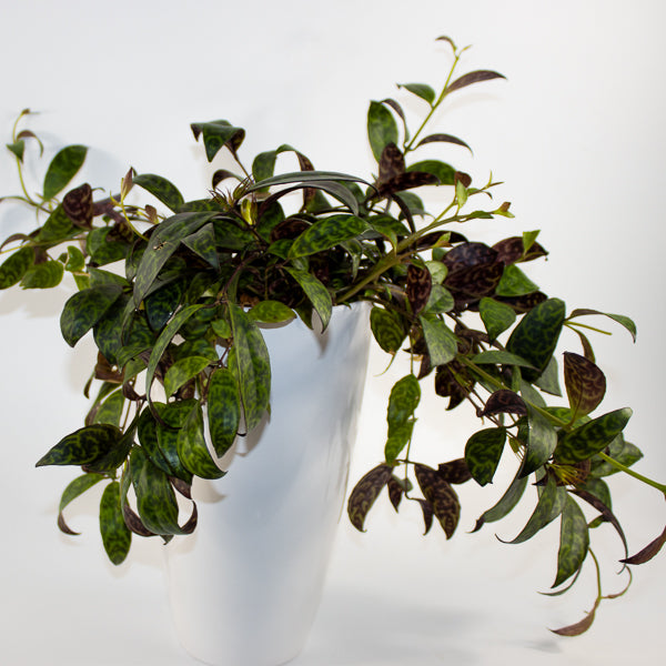 Aeschynanthus marmoratus Ø15cm H30cm