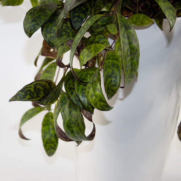 Aeschynanthus marmoratus Ø15cm H30cm