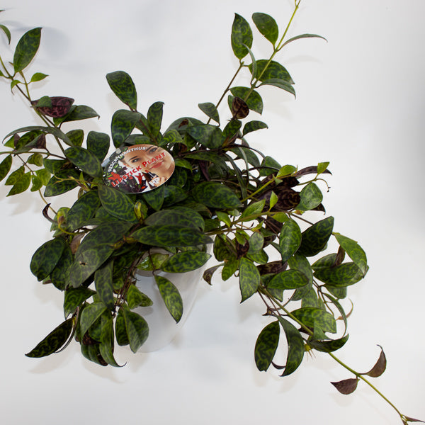 Aeschynanthus marmoratus Ø15cm H30cm
