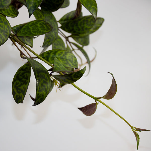 Aeschynanthus marmoratus Ø15cm H30cm