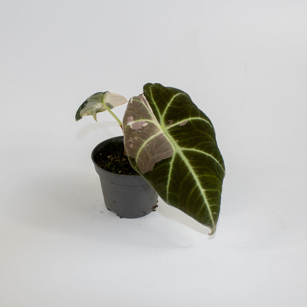 Alocasia 'Black Velvet Pink Variegata' Ø6cm H10cm