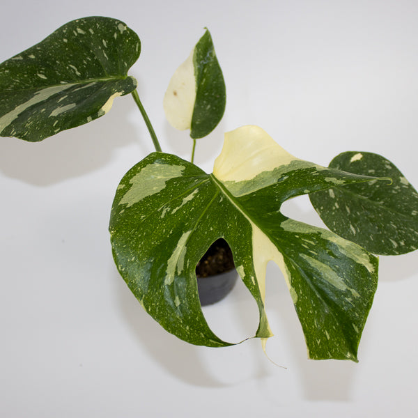 Monstera 'Creme Brûlée' Ø12cm H30cm