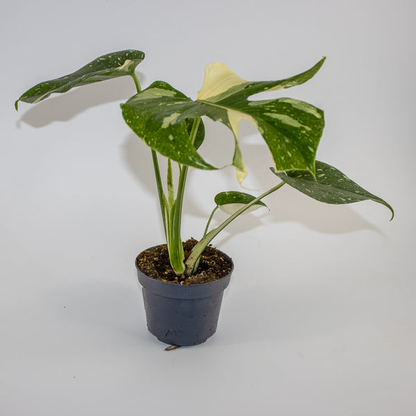 Monstera 'Creme Brûlée' Ø12cm H30cm