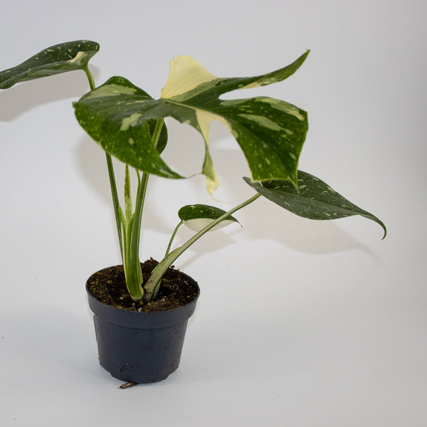 Monstera 'Creme Brûlée' Ø12cm H30cm