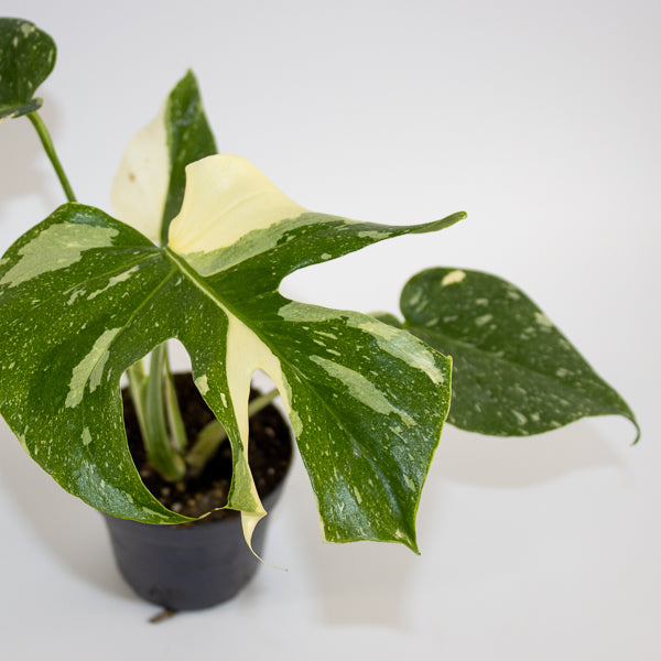 Monstera 'Creme Brûlée' Ø12cm H30cm